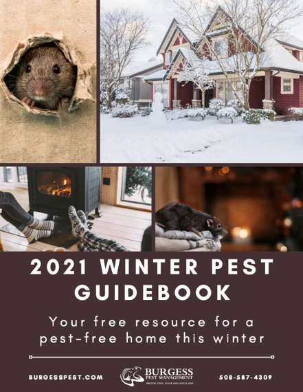 2021-2022 Winter Pest Guidebook MA and RI