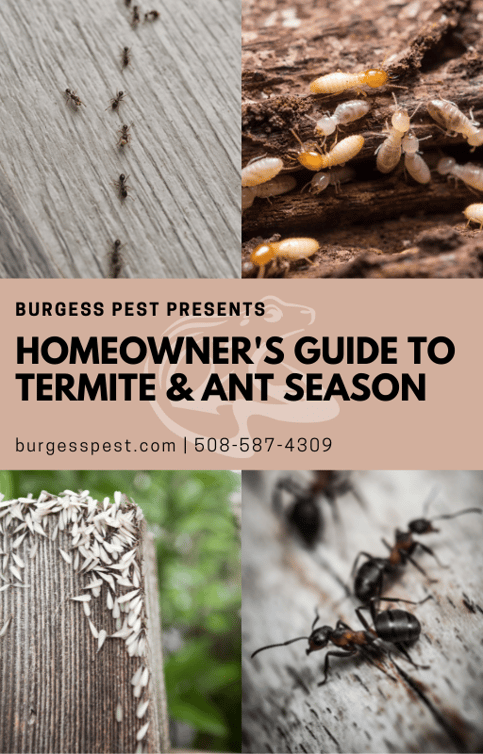 Termite and Ant Season Guide Massachusetts Rhode Island