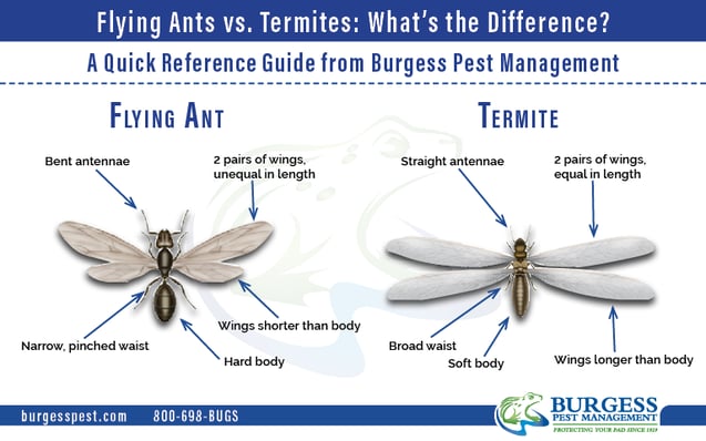 2020 Termites Vs. Ants Bridgewater MA